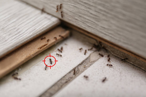 Best Pest Removal Services  in Lake In The Hls, IL