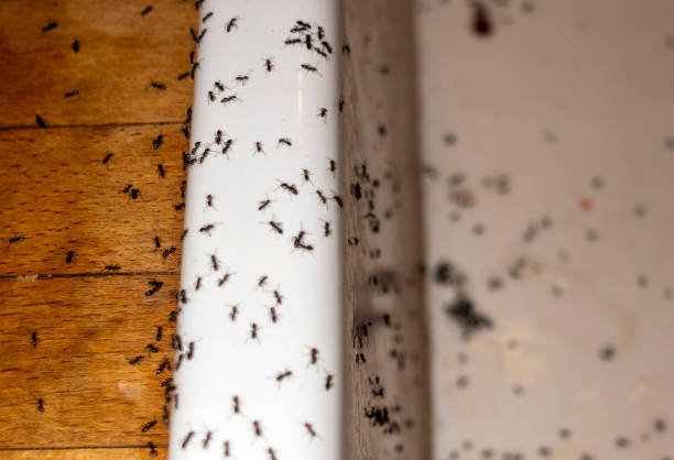 Best Cockroach Control Services  in Lake In The Hls, IL
