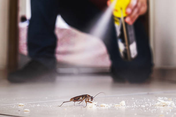 Best Spider Control Near Me  in Lake In The Hls, IL